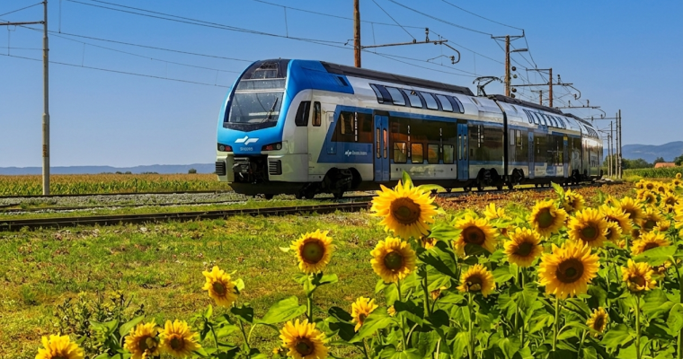 Stadler sončnice